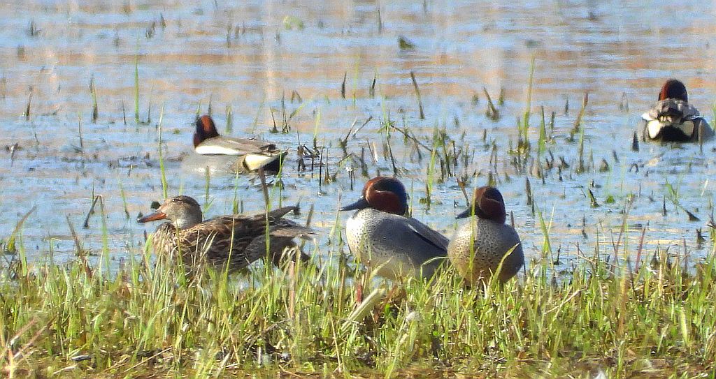 Cyraneczka zwyczajna, cyraneczka (Anas crecca)