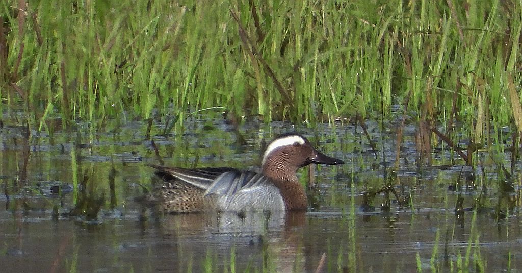 Cyranka zwyczajna, cyranka (Spatula querquedula)