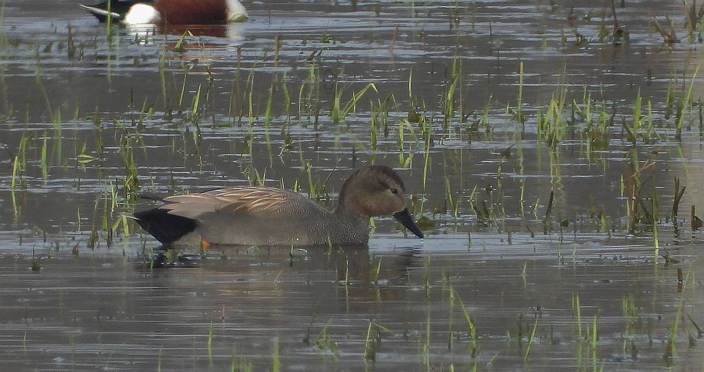Krakwa, kaczka krakwa (Mareca strepera)