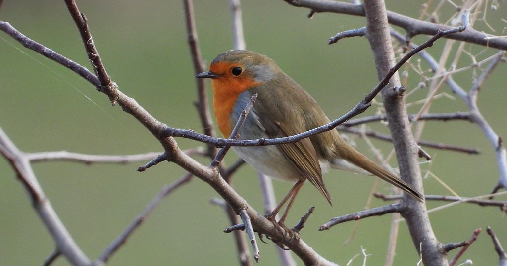 Rudzik, rudzik zwyczajny, raszka (Erithacus rubecula)