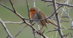 Rudzik, rudzik zwyczajny, raszka (Erithacus rubecula)