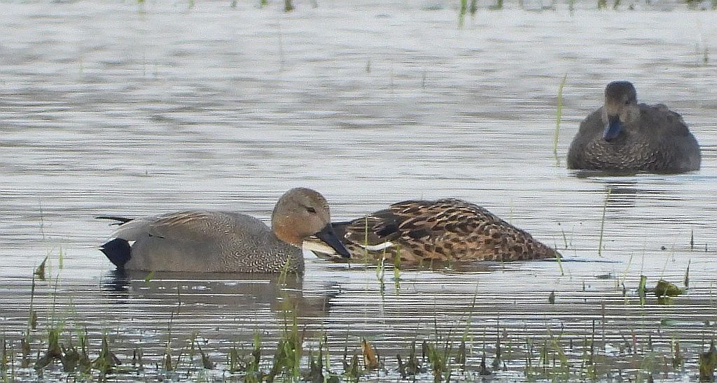 Krakwa, kaczka krakwa (Mareca strepera)