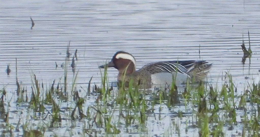 Cyranka zwyczajna, cyranka (Spatula querquedula)