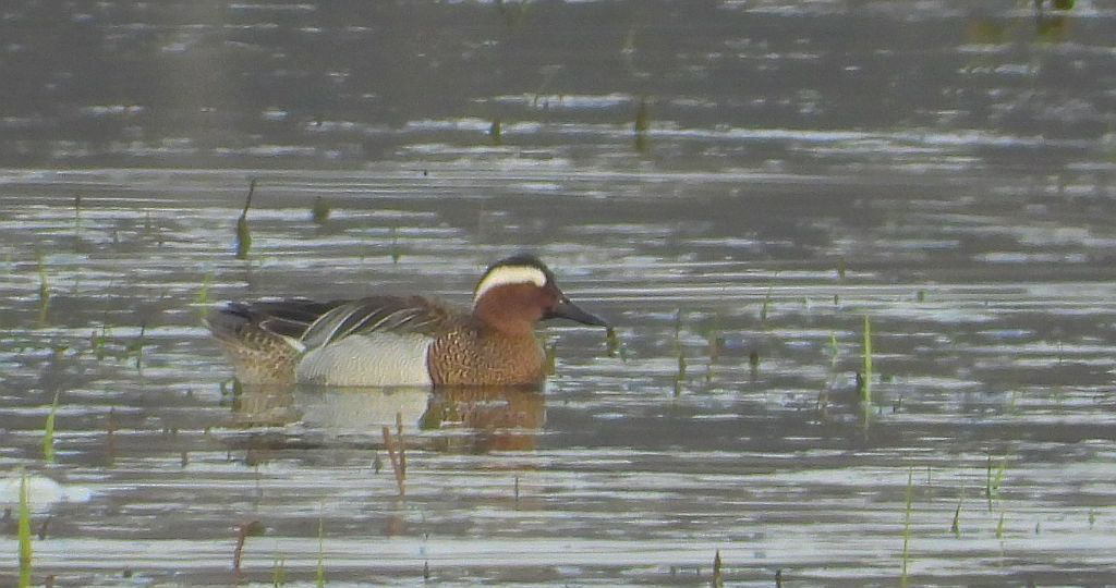 Cyranka zwyczajna, cyranka (Spatula querquedula)