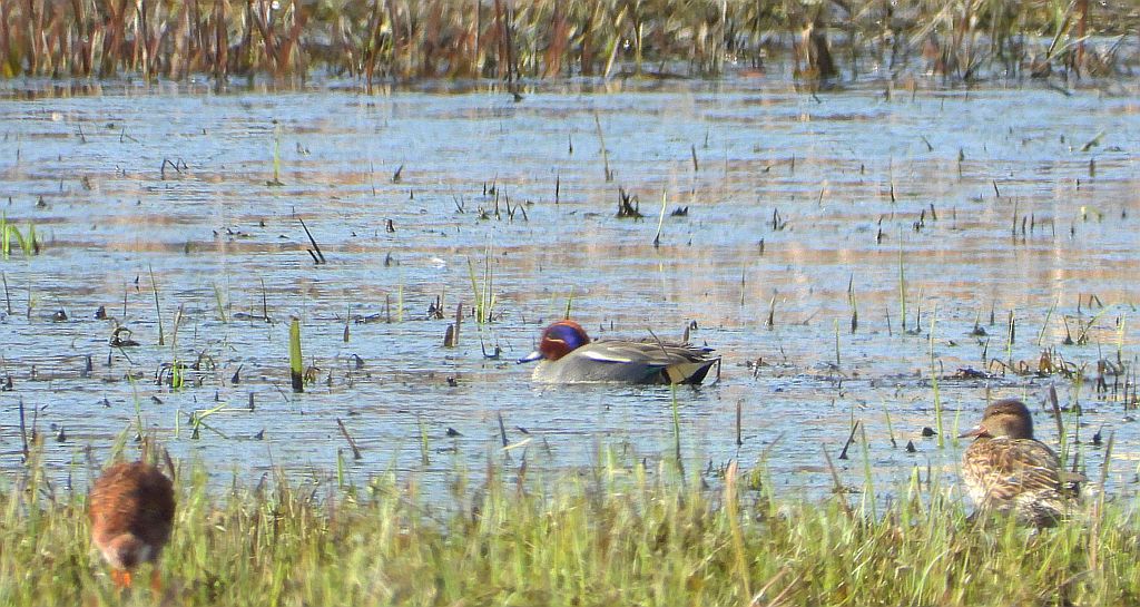 Cyraneczka zwyczajna, cyraneczka (Anas crecca)