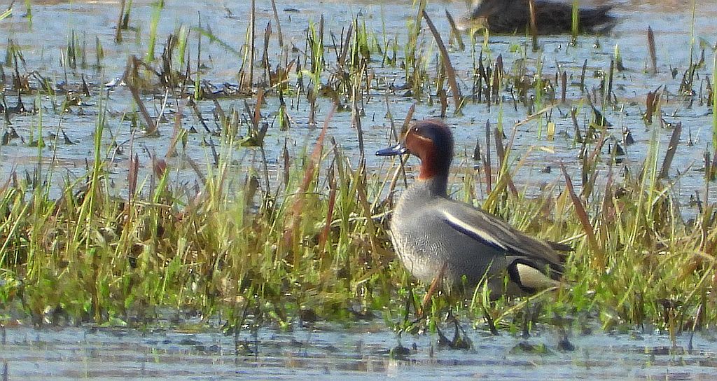 Cyraneczka zwyczajna, cyraneczka (Anas crecca)