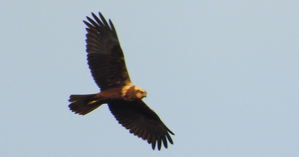 Błotniak stawowy (Circus aeruginosus)