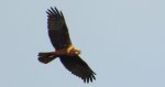 Błotniak stawowy (Circus aeruginosus)
