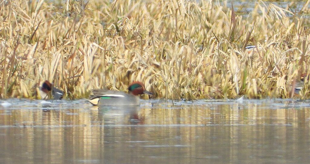 Cyraneczka zwyczajna, cyraneczka (Anas crecca)