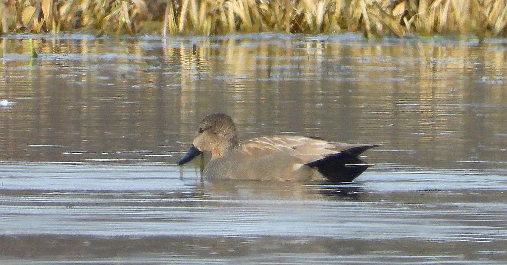 Krakwa, kaczka krakwa (Mareca strepera)