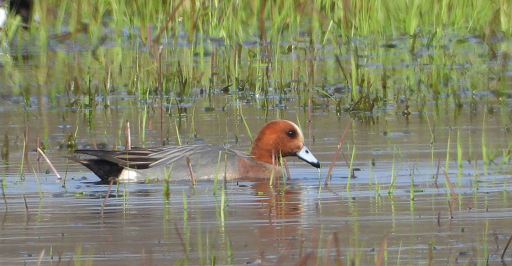 Świstun zwyczajny, świstun (Mareca penelope)