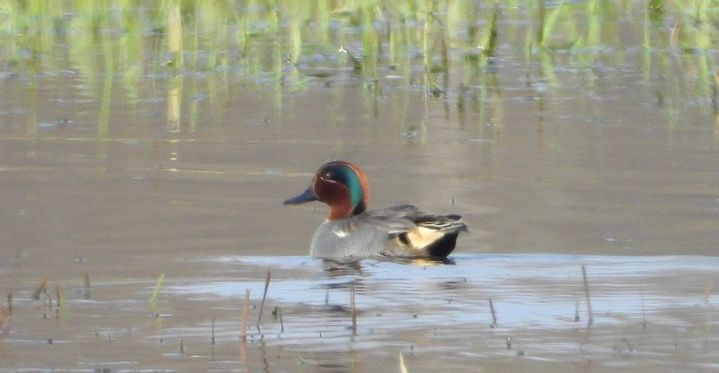 Cyraneczka zwyczajna, cyraneczka (Anas crecca)