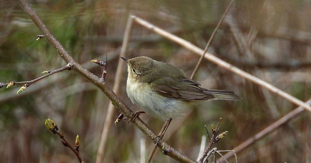 Pierwiosnek, pierwiosnek zwyczajny (Phylloscopus collybita)