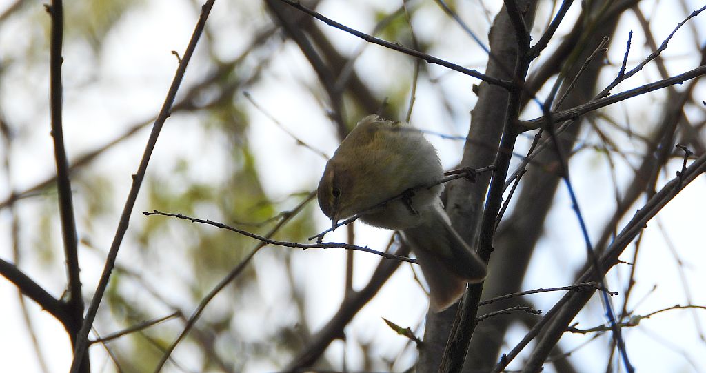 Piecuszek (Phylloscopus trochilus)