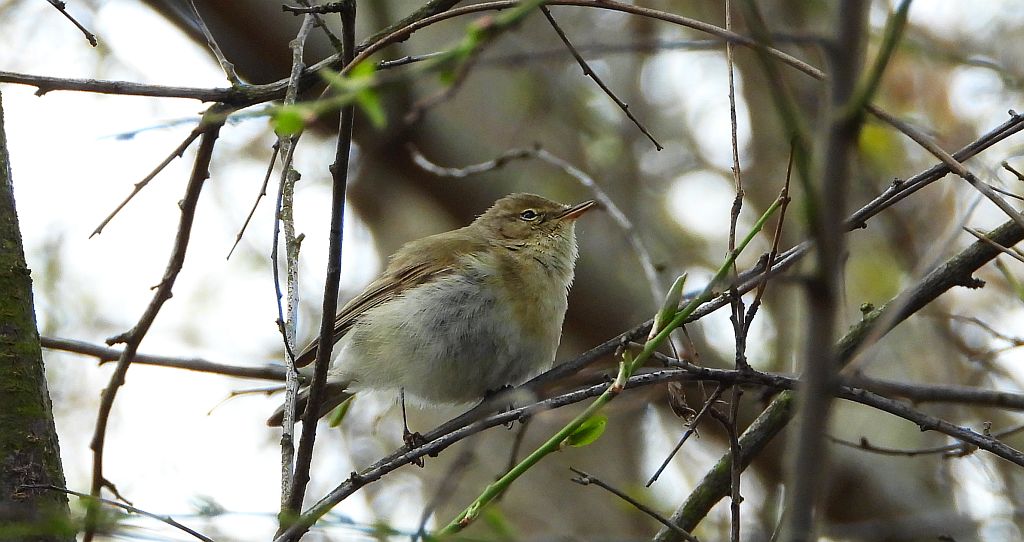 Piecuszek (Phylloscopus trochilus)