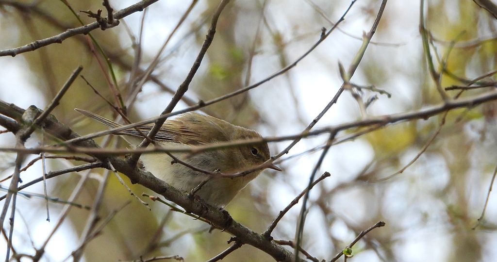 Piecuszek (Phylloscopus trochilus)