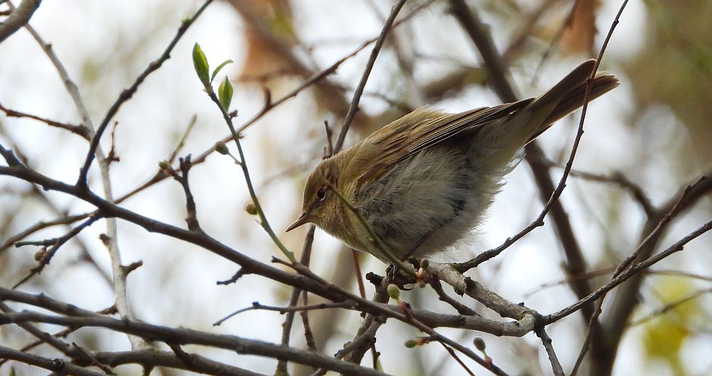 Piecuszek (Phylloscopus trochilus)