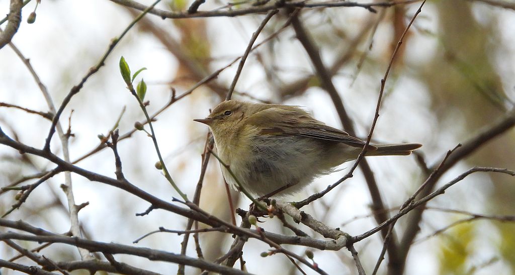 Piecuszek (Phylloscopus trochilus)