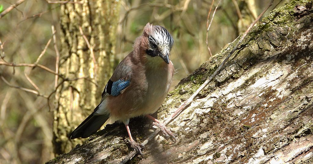 Sójka zwyczajna, sójka, sójka żołędziówka (Garrulus glandarius)