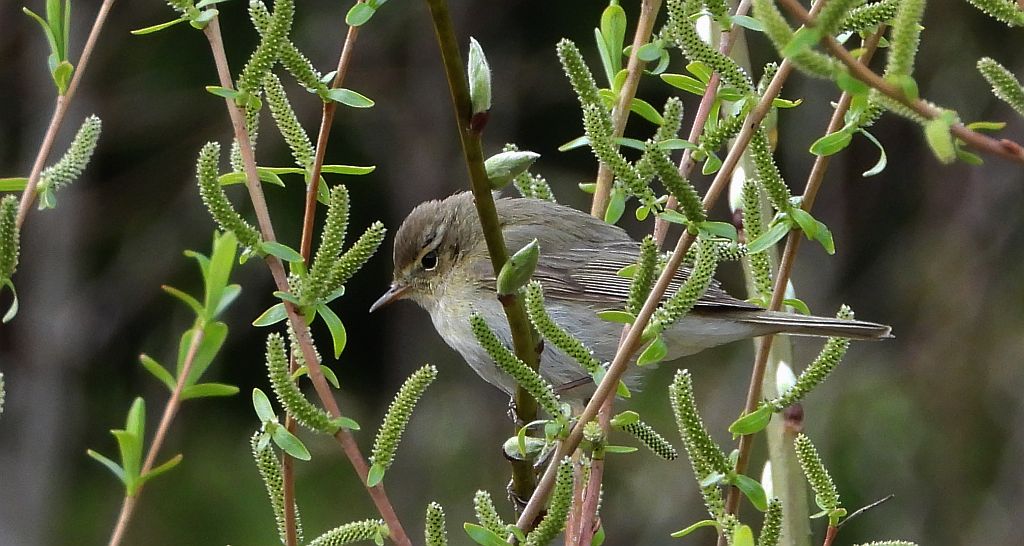 Pierwiosnek, pierwiosnek zwyczajny (Phylloscopus collybita)