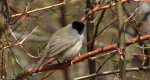 Kapturka, pokrzewka czarnołbista, pokrzewka czarnogłowa (Sylvia atricapilla)