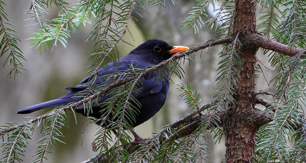 Kos zwyczajny, kos (Turdus merula)