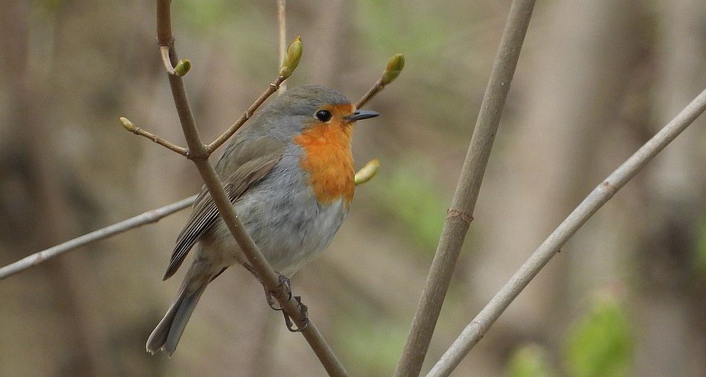 Rudzik, rudzik zwyczajny, raszka (Erithacus rubecula)