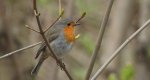 Rudzik, rudzik zwyczajny, raszka (Erithacus rubecula)