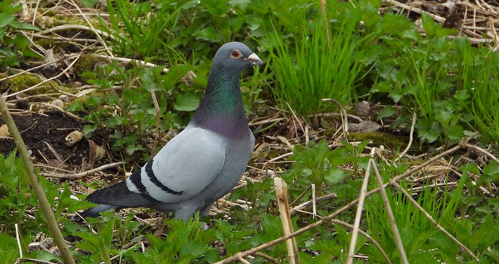 Gołąb miejski (Columba livia forma urbana)