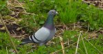Gołąb miejski (Columba livia forma urbana)