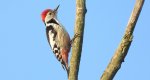 Dzięcioł średni (Dendrocopos medius)