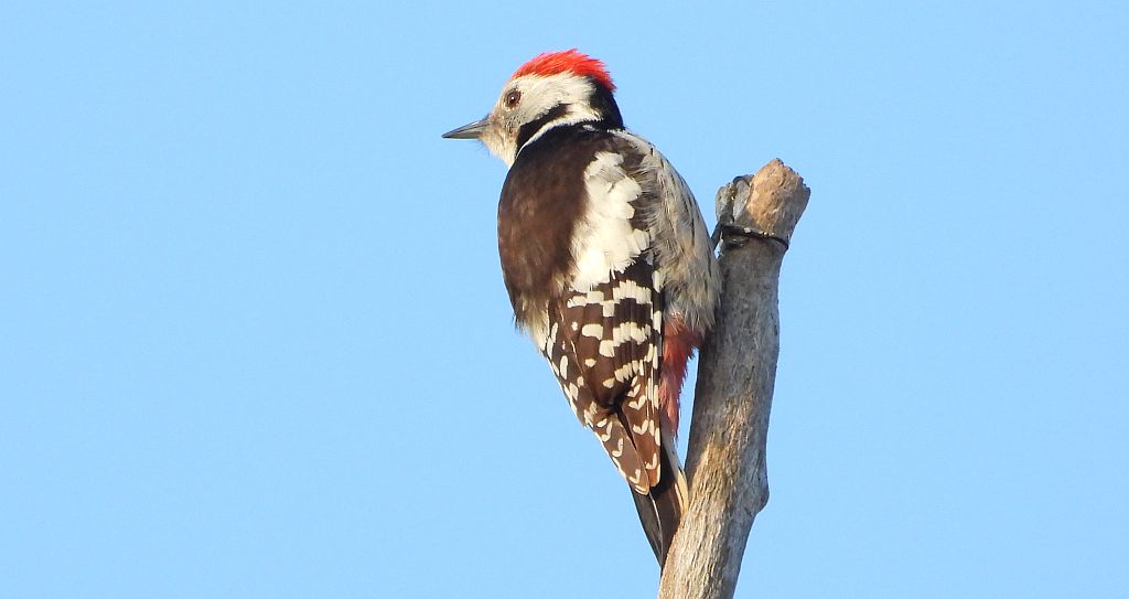 Dzięcioł średni (Dendrocopos medius)