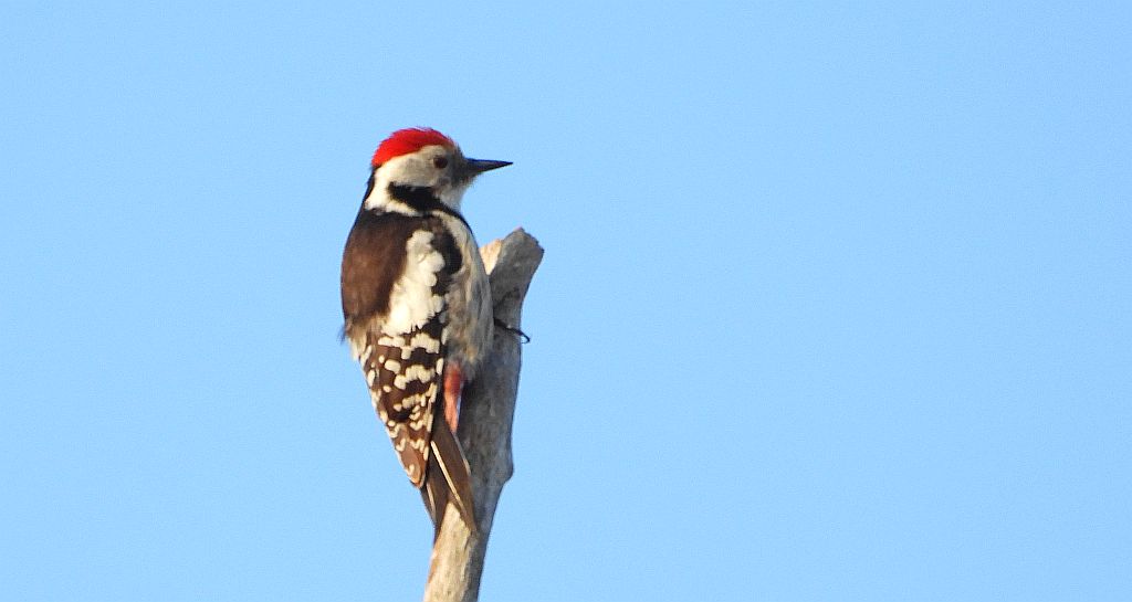 Dzięcioł średni (Dendrocopos medius)