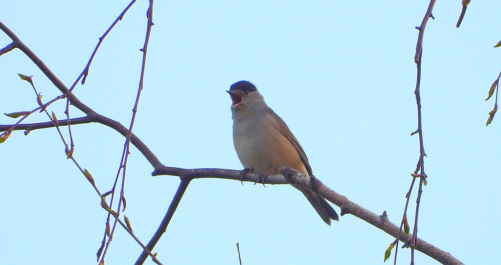 Kapturka, pokrzewka czarnołbista, pokrzewka czarnogłowa (Sylvia atricapilla)