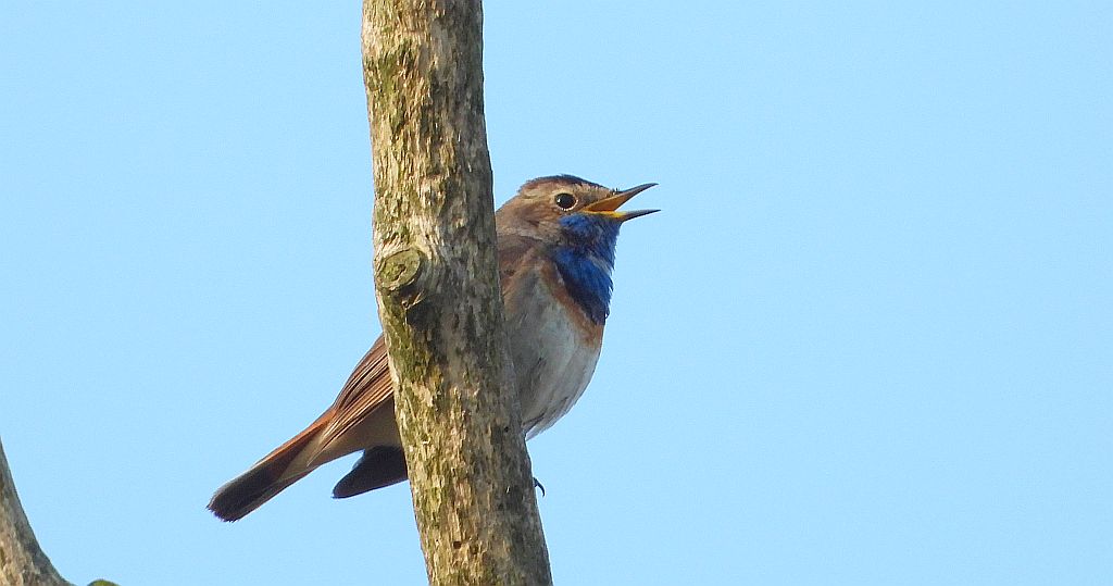 Podróżniczek (Luscinia svecica)
