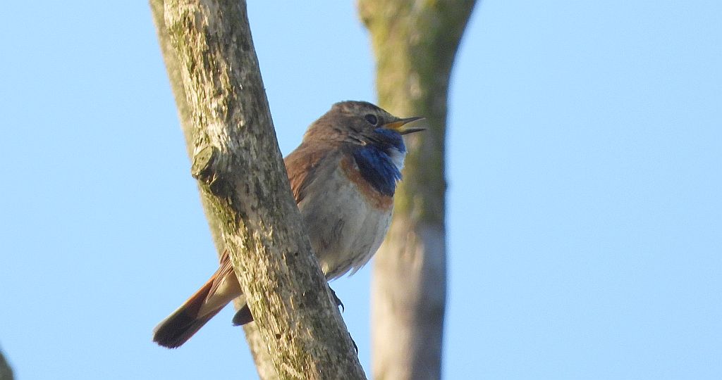 Podróżniczek (Luscinia svecica)