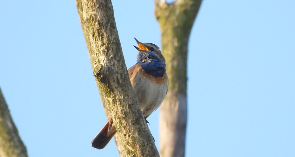 Podróżniczek (Luscinia svecica)