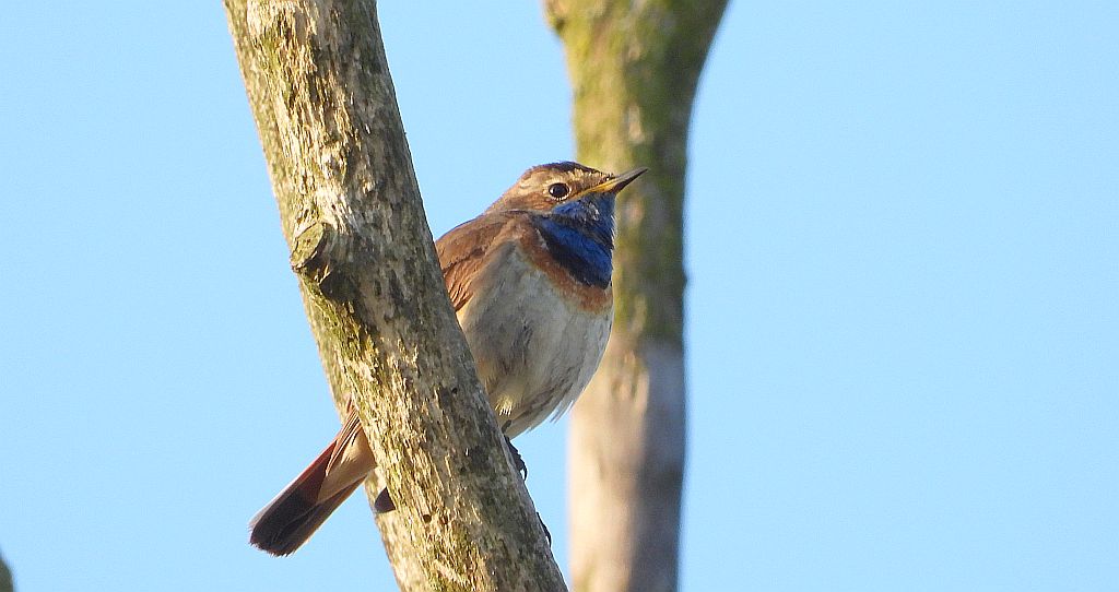 Podróżniczek (Luscinia svecica)