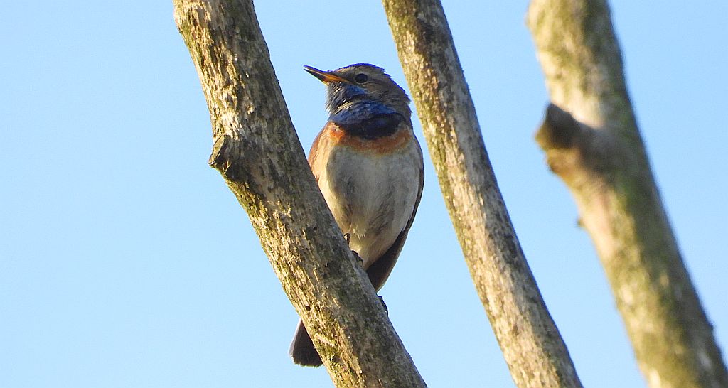 Podróżniczek (Luscinia svecica)
