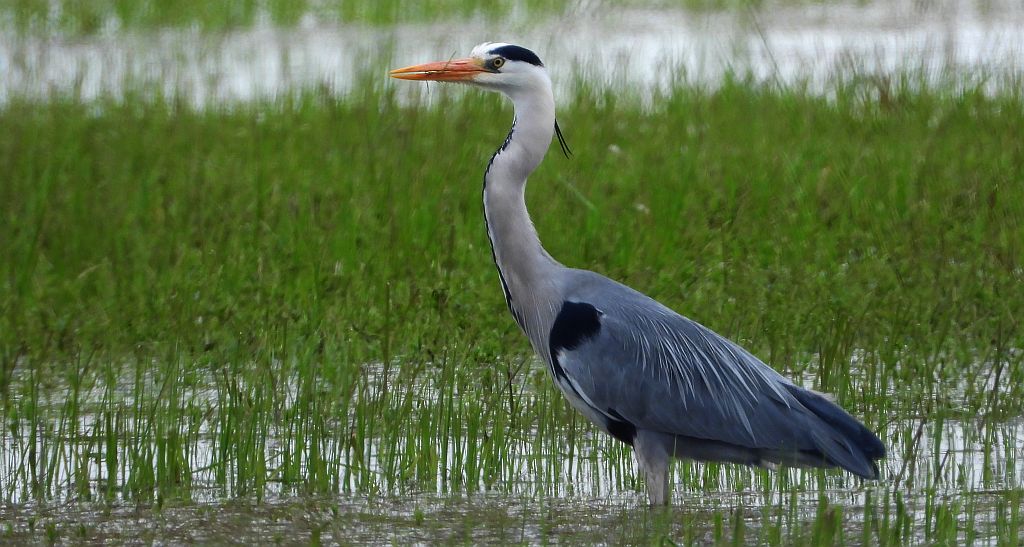 Czapla siwa (Ardea cinerea)