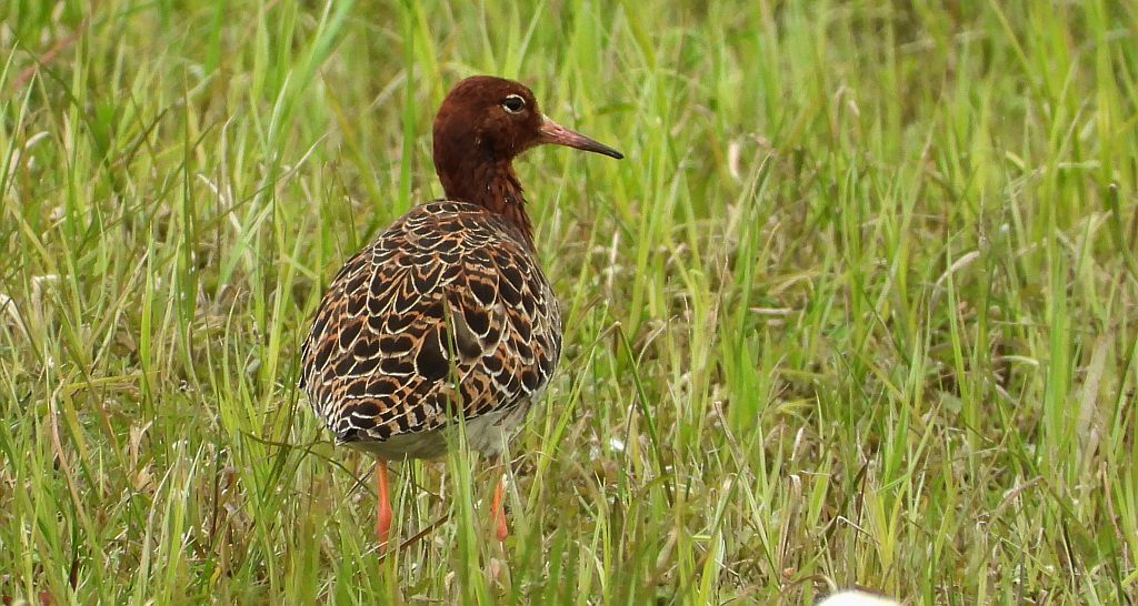 Batalion, bojownik batalion, biegus bojownik, bojownik zmienny (Calidris pugnax)