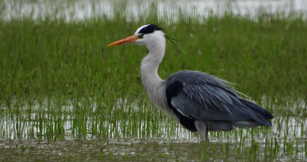 Czapla siwa (Ardea cinerea)