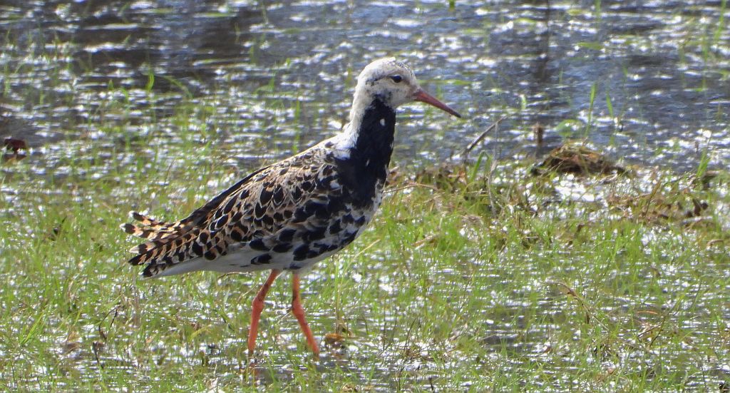Batalion, bojownik batalion, biegus bojownik, bojownik zmienny (Calidris pugnax)