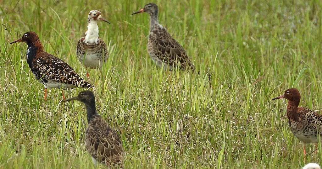 Batalion, bojownik batalion, biegus bojownik, bojownik zmienny (Calidris pugnax)