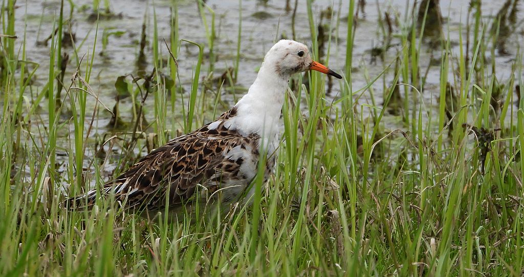 Batalion, bojownik batalion, biegus bojownik, bojownik zmienny (Calidris pugnax)