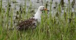 Batalion, bojownik batalion, biegus bojownik, bojownik zmienny (Calidris pugnax)