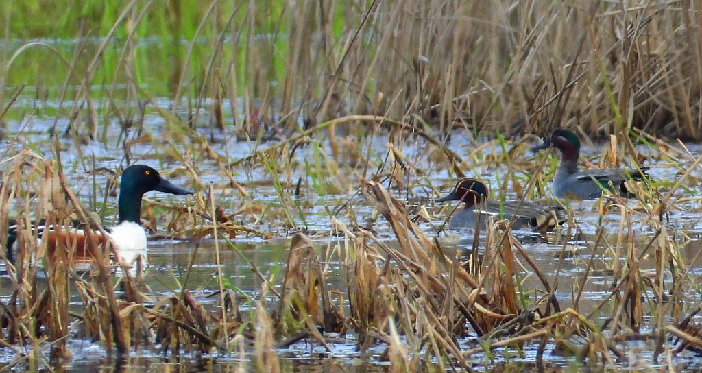 Cyranka zwyczajna, cyranka (Spatula querquedula) i płaskonos zwyczajny, płaskonos (Spatula clypeata)