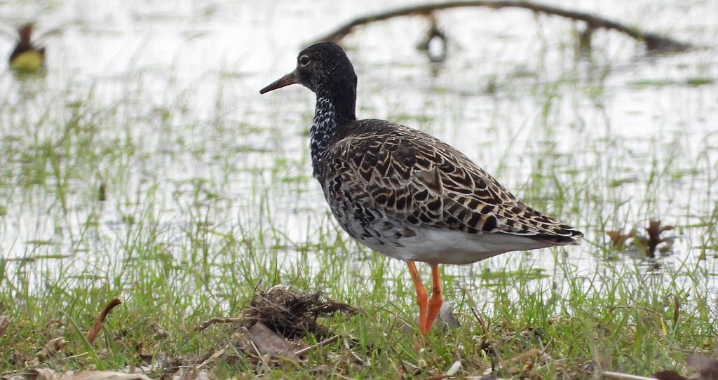 Batalion, bojownik batalion, biegus bojownik, bojownik zmienny (Calidris pugnax)