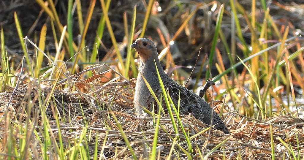 Kuropatwa zwyczajna, kuropatwa (Perdix perdix)