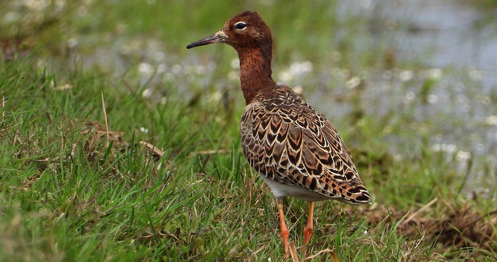 Batalion, bojownik batalion, biegus bojownik, bojownik zmienny (Calidris pugnax)